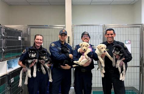 6 Puppies Treated for a Suspected Opioid Overdose in Washington Will ...