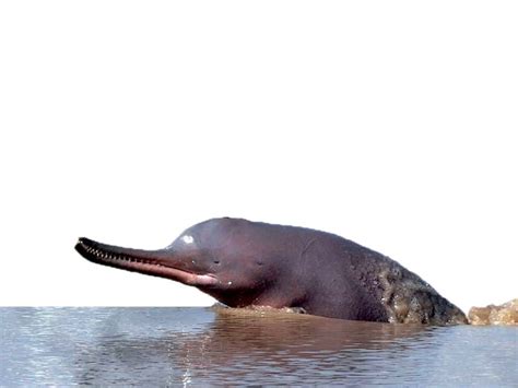 Indus river dolphin