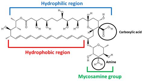 Liposomal Amphotericin B for Treatment of Leishmaniasis: From the Identification of Critical ...