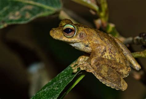 Monitoring reveals catastrophic loss of Australia’s threatened frogs and reptiles over 40 years ...