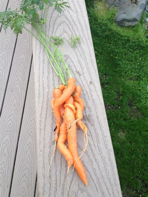 Huddle Cold 的图像结果