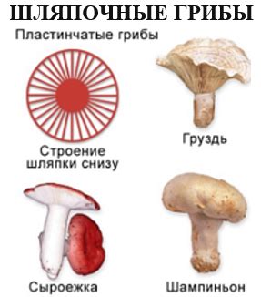 Классификация грибов — что это, определение и ответ