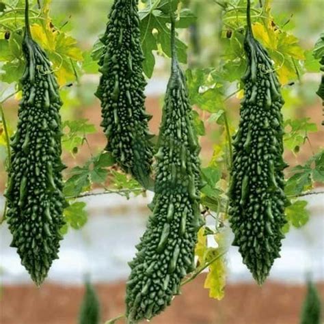 Buy Bitter Gourd Green Hybrid F1 Seeds | High-Yield & Fast Maturing