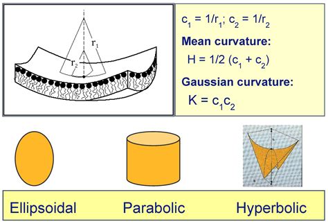 Inverse Bicontinuous and Discontinuous Phases of Lipids, and Membrane ...