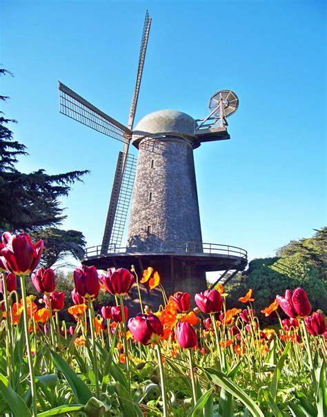 6 Amazing California Tulip Fields To Visit This Spring