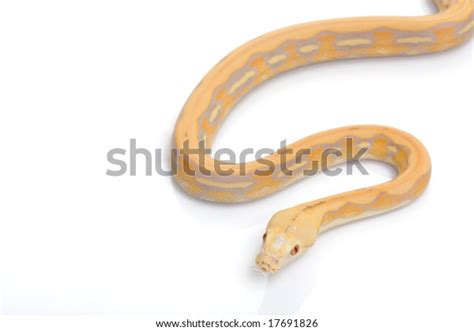 Image result for Tiger Python -V