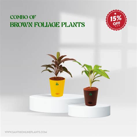 Pot Plant Combo – Page 2 – Santhi Online Plants