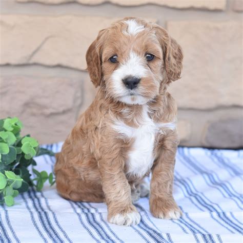 Image result for Adult Cockapoo Puppies