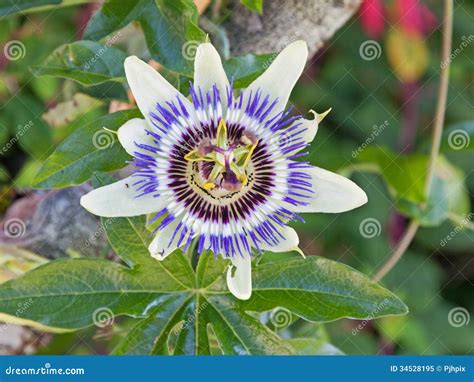 Common Passion Flower Or Passiflora Caerulea In The San Francisco Sun ...