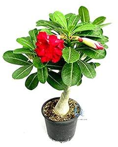 ACHC Adenium Live Plant Grafted Desert Rose Bonsai Double Petal Rosy ...