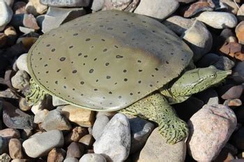Image result for Turtle Color