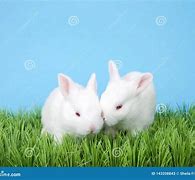 Image result for Albino Baby Bunny