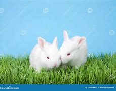 Image result for Albino Bunnies
