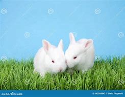 Image result for Cute Baby Albino Bunnies