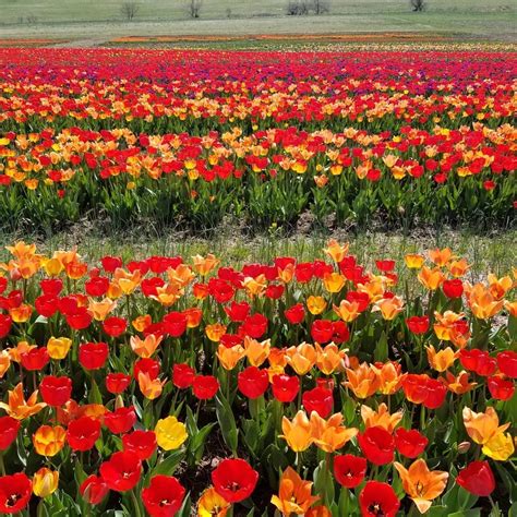 Spring Box Water Development 的图像结果