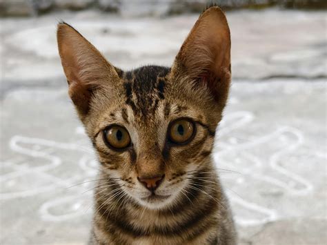 Image result for Chibi Cat Background