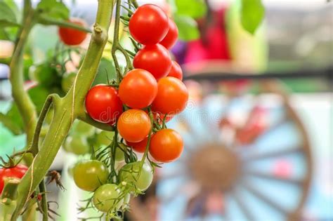 Locally Produced Food 的图像结果