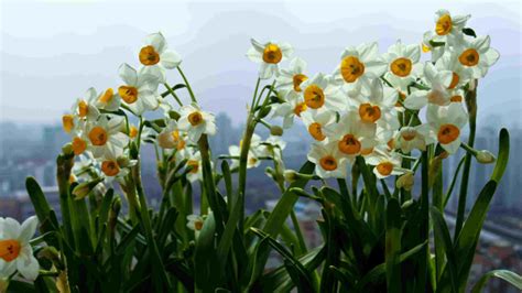 水仙花怎么养好？水仙花的养殖方法和注意事项-养花技巧-江苏长景园林