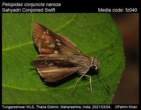 Pelopidas conjuncta | Butterfly