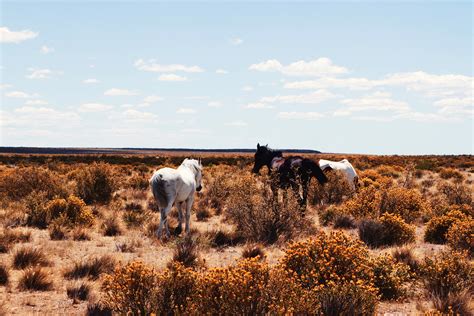 Horses in the grasses and shrubs of the Pampas in Argentina image ...