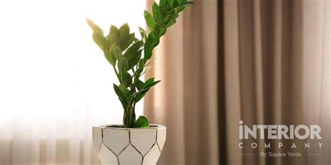 Best Low-Maintenance Plants for Office Desk Work