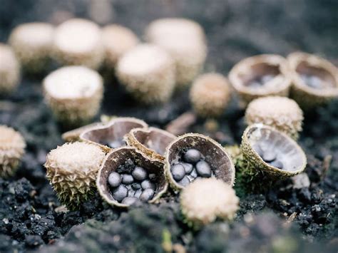 Bird's Nest Fungi Phylum at Janet Simmons blog
