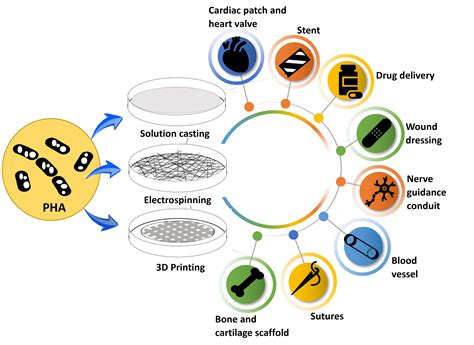 Biomedical Applications of Polyhydroxyalkanoate in Tissue Engineering