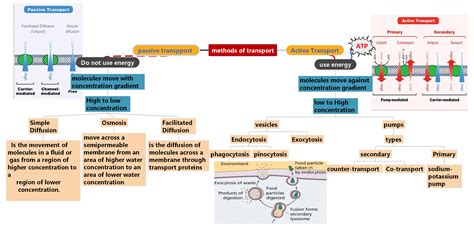 What Is a Cell Transport? Learn to Create Its Concept Map Within Minutes!