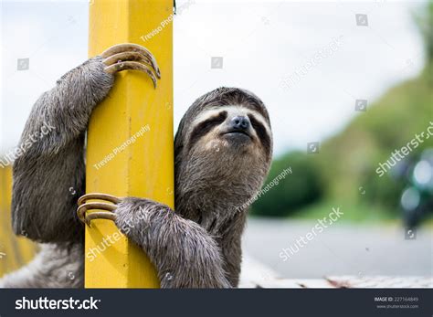 Image result for Zootopia Sloth Sad