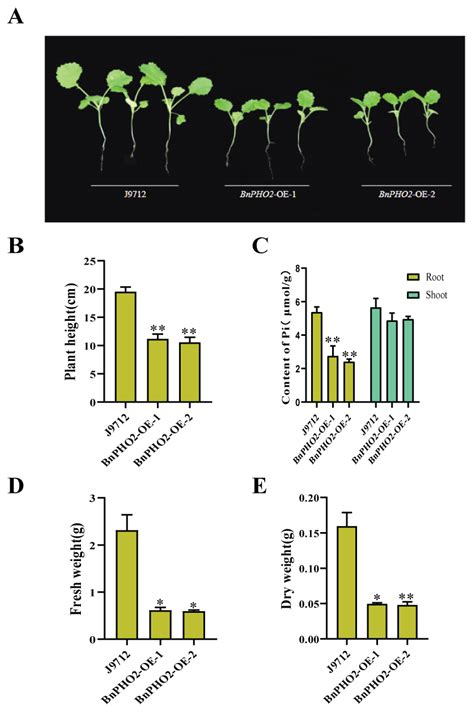 Functional Analysis of Bna-miR399c-PHO2 Regulatory Module Involved in ...