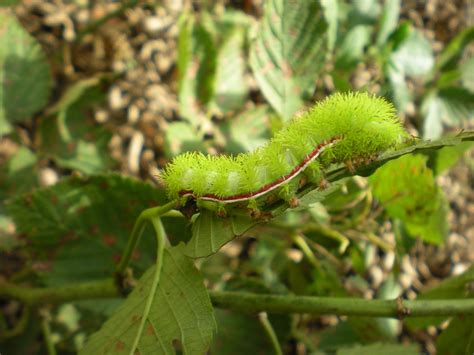 Plantstep: IO Moth Caterpillar