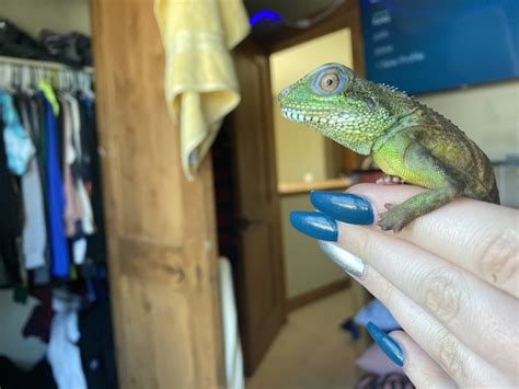 Chinese Water Dragon Reptiles