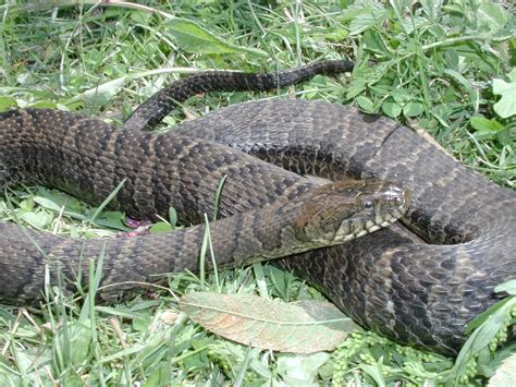 Common Watersnake (Nerodia sipedon) - Ohio Herp Atlas – OHPARC