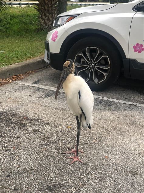 What kind of ibis? : r/whatsthisbird
