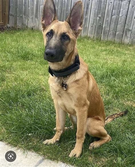 German shepherd X Belgian Malinois? | German Shepherds Forum