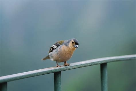 Image result for Rested XP Guide Review