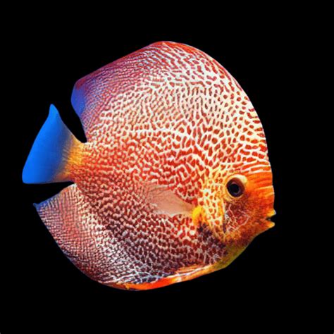 Image result for Red Leopard Discus