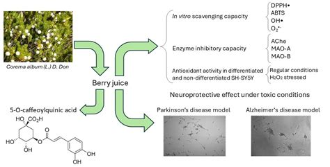 Corema album Berry Juice as a Protective Agent Against Neurodegeneration