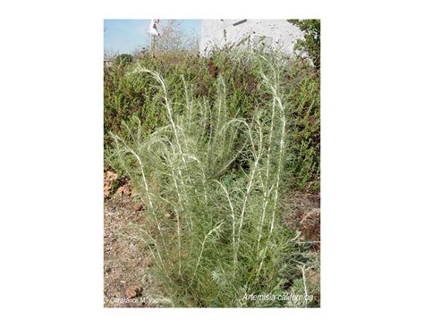 Q artemisia californica | PDF