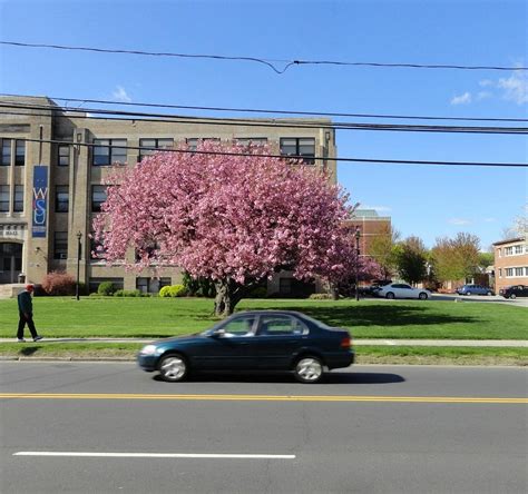 SOHO PIZZA, Danbury - Restaurant Reviews, Photos & Phone Number ...