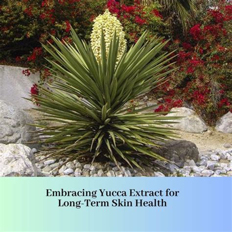 Yucca Extract: Harnessing Nature's Gift for Sensitive Skin | Clinikally