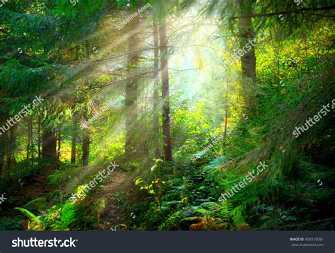 139,236 Misty Forest Scene Images, Stock Photos & Vectors | Shutterstock