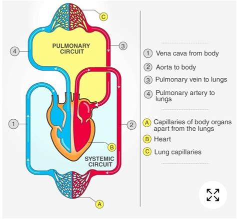 explain double circulation in human being with the help of flow chart ...