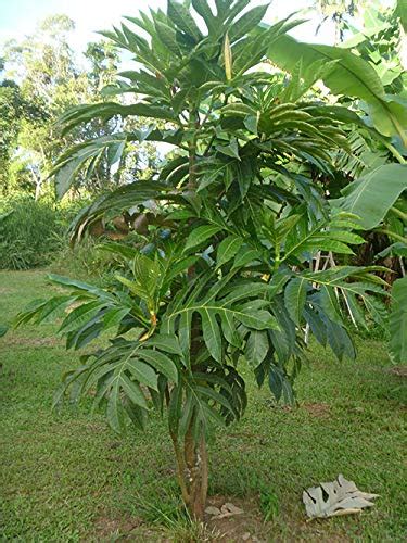 Dwarf rare" Artocarpus altilis Breadfruit" Seedless Fruit Plant : Air ...