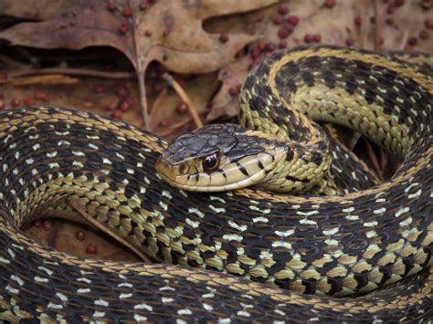 Snake Game Using Python 的图像结果