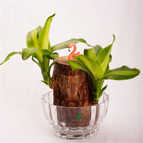 Air Purifying Plants – Plant Store®