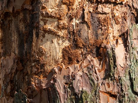 Image result for Tree with Bark Rot