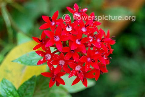 Star cluster flower varieties