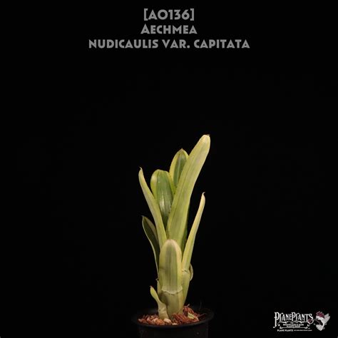 【送料無料】Aechmea nudicaulis var. capitata〔エクメア〕現品発送A0136 | plane plants
