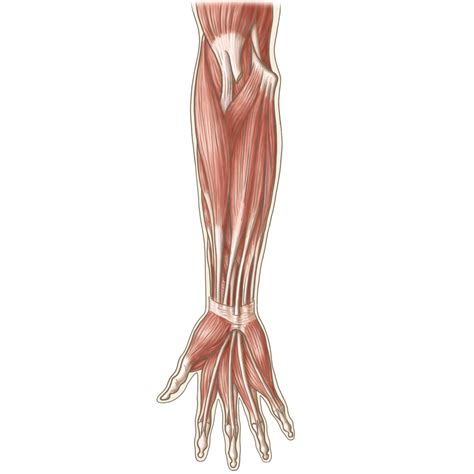 前腕を前面からみた筋肉のイラスト ※着色あり 🎨【フリー素材】｜看護roo![カンゴルー]